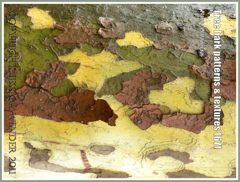 Bark pattern and texture in the Plane tree (67)