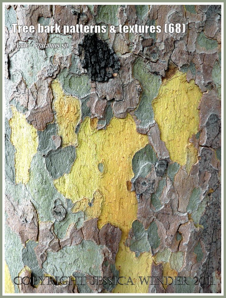 Bark pattern and texture in the Plane tree (68)