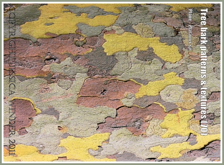 Bark pattern and texture in the Plane tree (70)