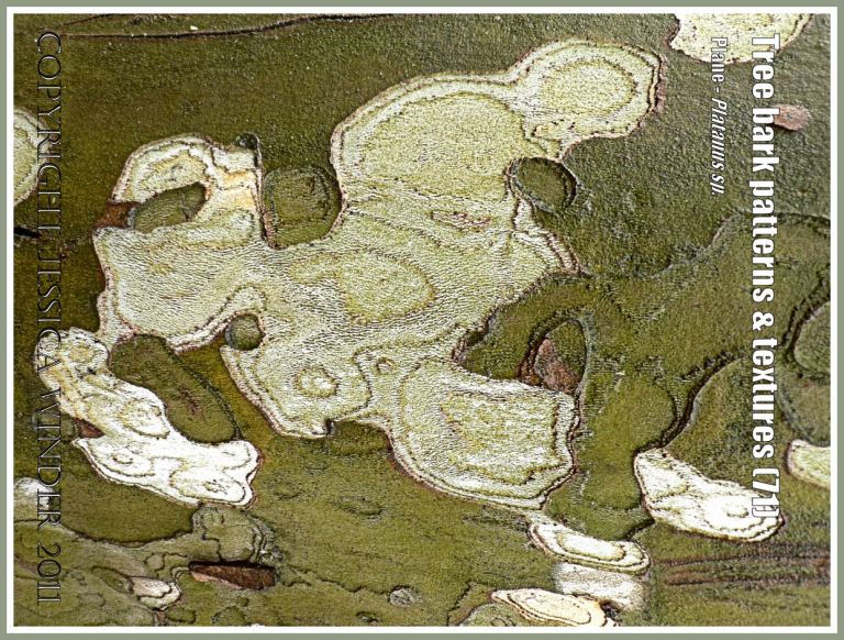 Bark pattern and texture in the Plane tree (71)