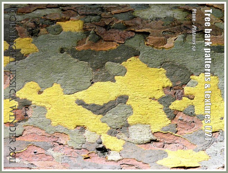Bark pattern and texture in the Plane tree (72)