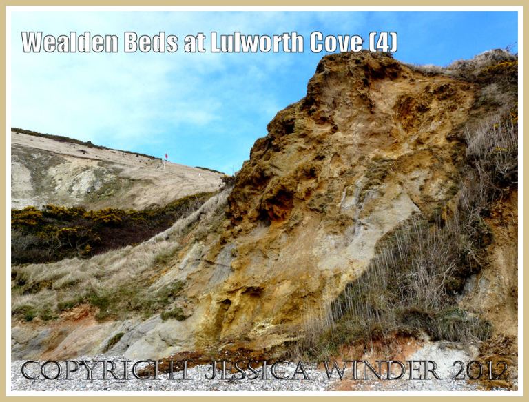 Wealden Beds at Lulworth Cove (4)