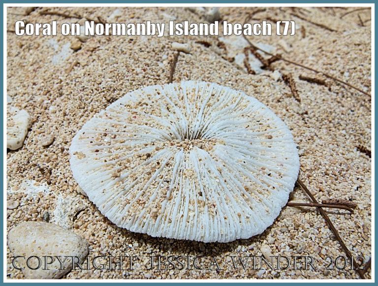 Coral on Normanby Island Beach (7)