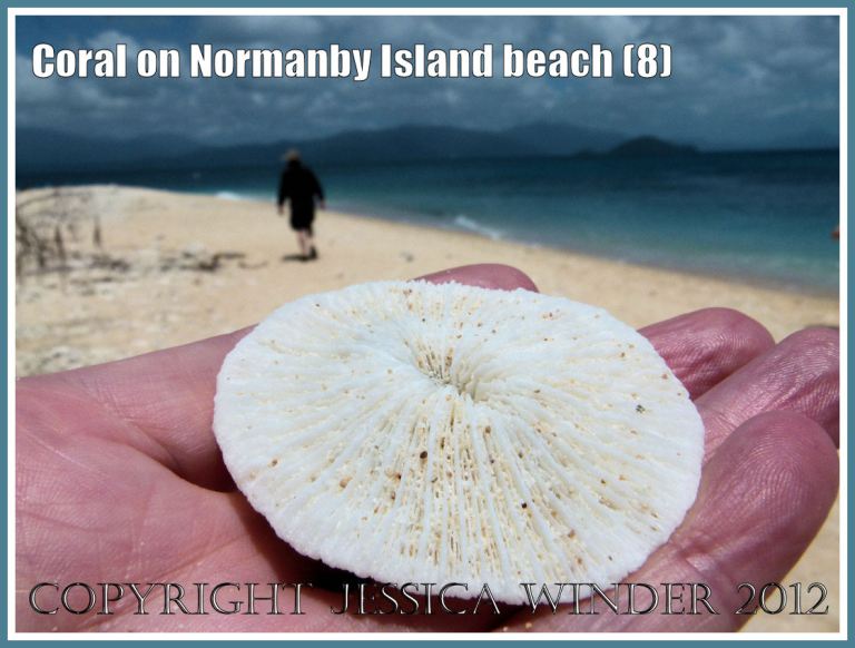 Coral on Normanby Island Beach (8)