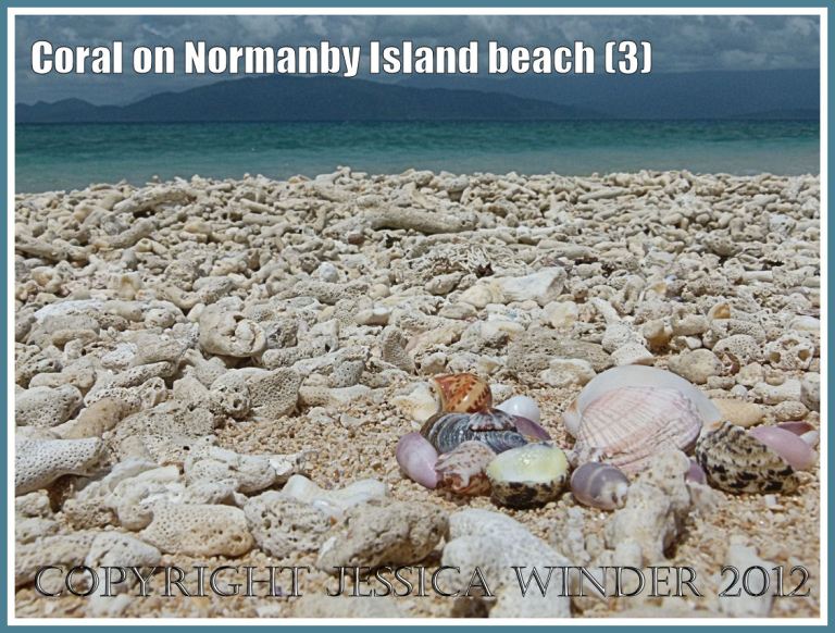 Coral on Normanby Island Beach (3)