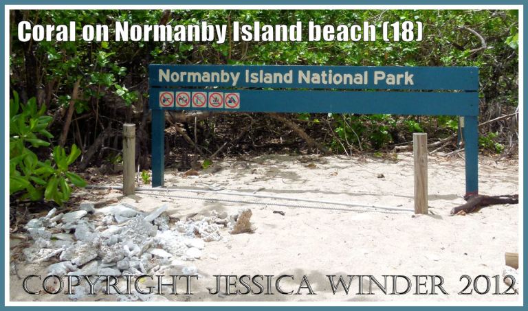 Coral on Normanby Island Beach (18)