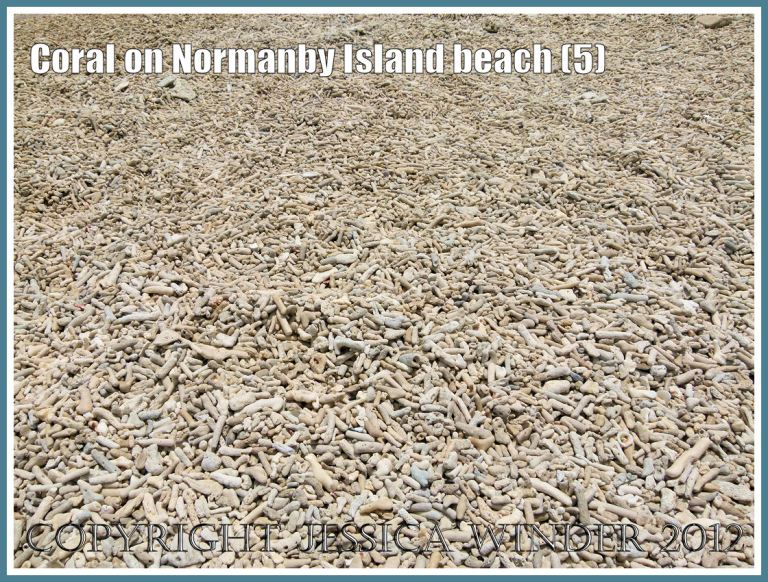 Coral on Normanby Island Beach (5)