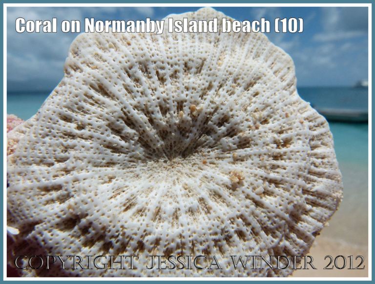Coral on Normanby Island Beach (10)