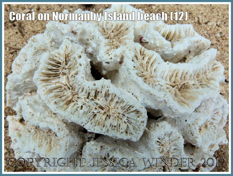 Coral on Normanby Island Beach (12)