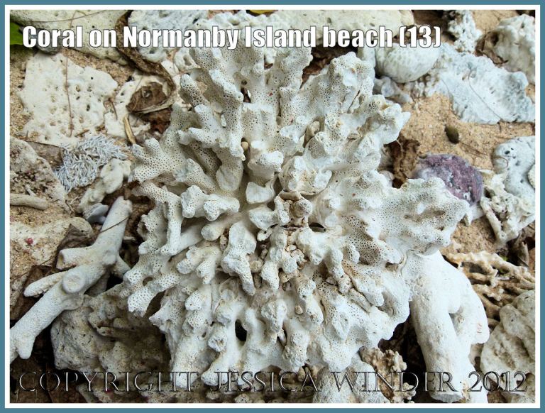 Coral on Normanby Island Beach (13)