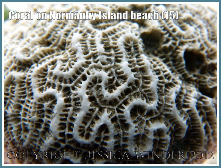 Coral on Normanby Island Beach (15)