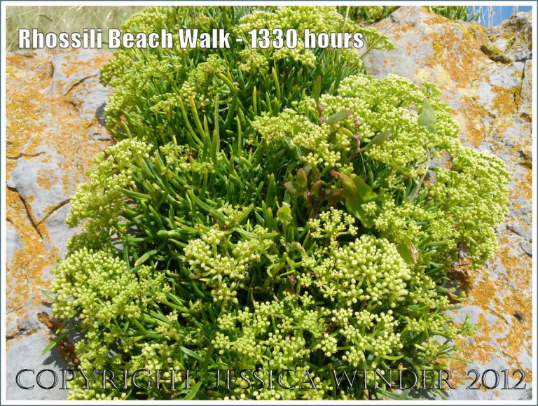 Rhossili Beach Walk - 1330 hours. Clustering white flowers of Rock-samphire with orange lichen on the limestone of Spaniard Rocks, Rhossili Bay, Gower, South Wales, 22nd August 2012.