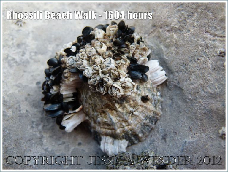 Rhossili Beach Walk - 1604 hours. Limpet clinging to vertical rock face at Burry Holms with encrusting live barnacles and mussels. Rhossili Bay, Gower, South Wales, 22nd August 2012.