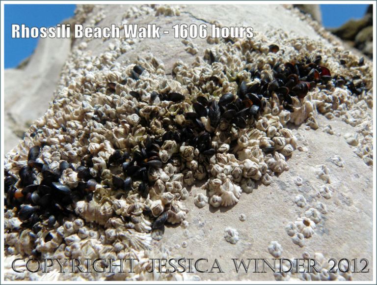 Rhossili Beach Walk - 1606 hours. On this Burry Holms rock face the mussels have settled first into a crack on the surface forming a black stripe in the middle of the barnacles which have attached afterwards. Rhossili Bay, Gower, South Wales, 22nd August 2012.