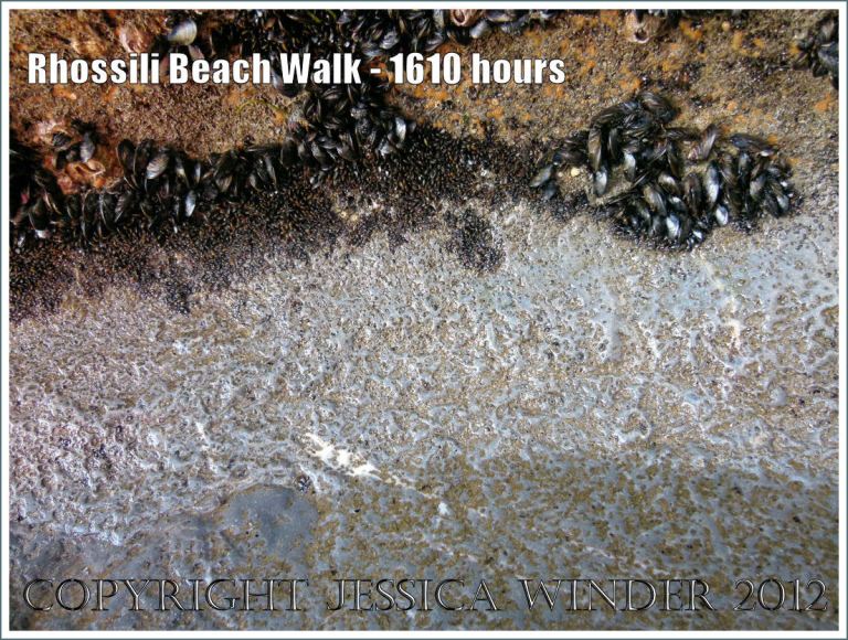 Rhossili Beach Walk - 1610 hours. Grey limestone surface on Burry Holms showing small holes and hollows probably representing bio-erosion from marine polycheate worms at some time in the past. Rhossili Bay, Gower, South Wales, 22nd August 2012.