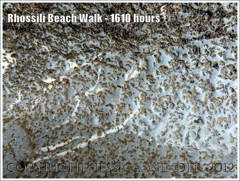 Rhossili Beach Walk - 1610 hours. Detail of small holes etched by marine organisms into the surface of Carboniferous limestone on Burry Holms island, Rhossili Bay, Gower, South Wales, 22nd August 2012.