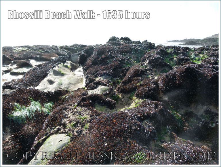 Rhossili Beach Walk - 1635 hours. Glistening layers of young edible mussels attached to low-lying rocks at Burry Holms, Rhossili Bay, Gower, South Wales, 22nd August 2012.