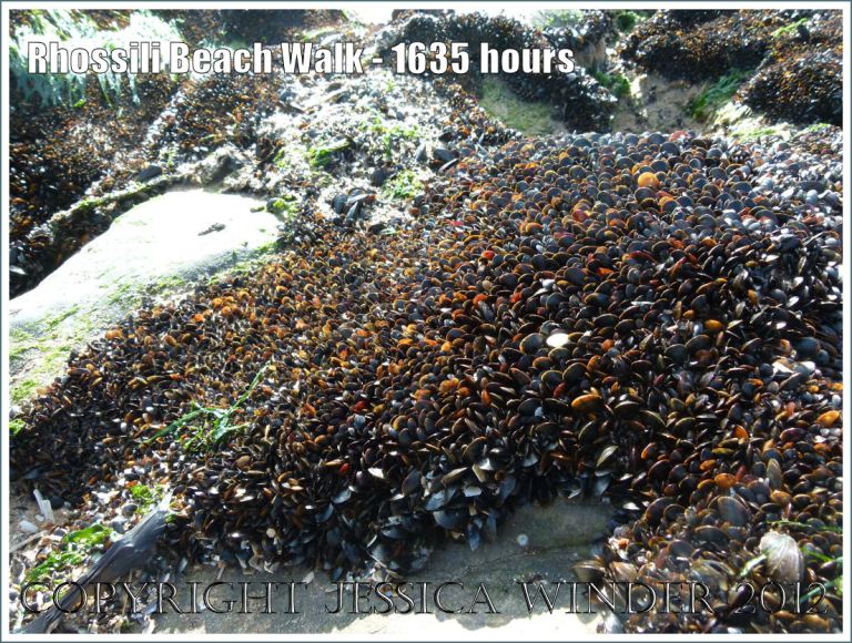 Rhossili Beach Walk - 1635 hours. Young living edible mussels of many colours attached to rocks at Burry Holms, Rhossili Bay, Gower, South Wales, 22nd August 2012.