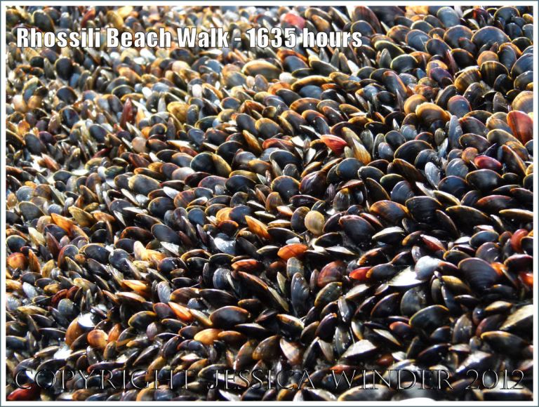 Rhossili Beach Walk - 1635 hours. Detail of variously coloured shells of edible mussels on low-tide rocks at Burry Holms, Rhossili Bay, Gower, South Wales, 22nd August 2012.