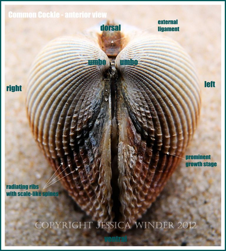 Common Cockle - anterior view 