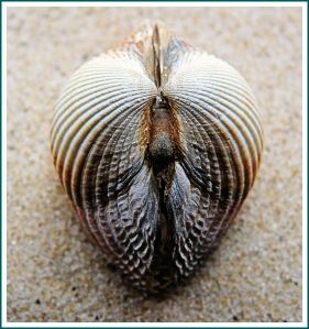 Posterior view of a Common Cockle shell - Cerastoderma edule (Linnaeus) - showing right and left valves, with umbos and radiating ribs, joined dorsally by an external ligament.