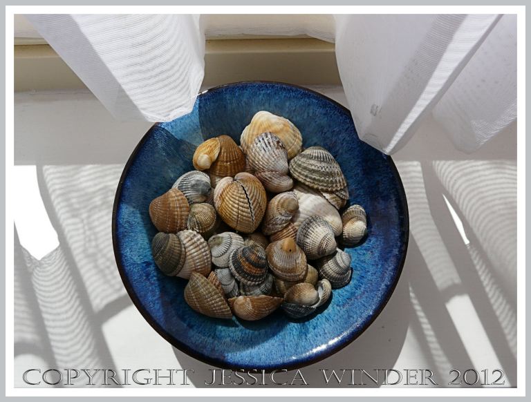 Blue bowl of cockle shells on my sunny window sill 