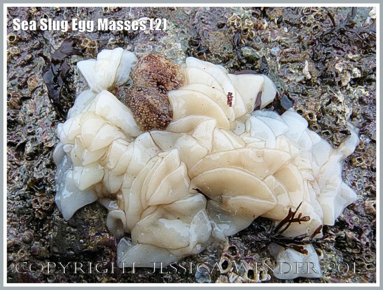 Sea Slug Egg Masses (2) - Sea Slugs, (also called Nudibranchs or Opisthobranch Molluscs) producing white ribbon-like egg masses arranged in loose coils on the Worms Head Causeway at low tide, Gower, South Wales. 