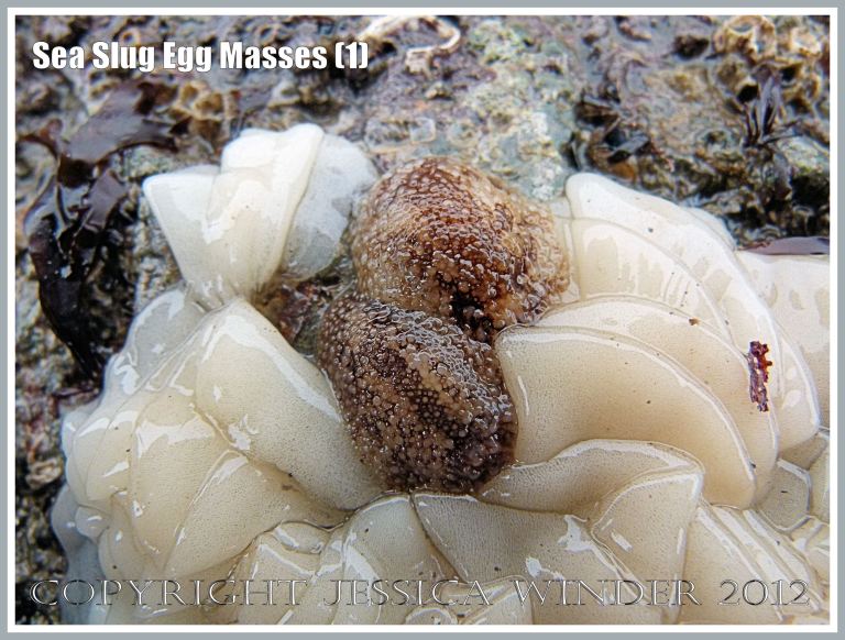 Sea Slug Egg Masses (1) - Sea Slugs, (also called Nudibranchs or Opisthobranch Molluscs) producing white ribbon-like egg masses arranged in loose coils on the Worms Head Causeway at low tide, Gower, South Wales. 