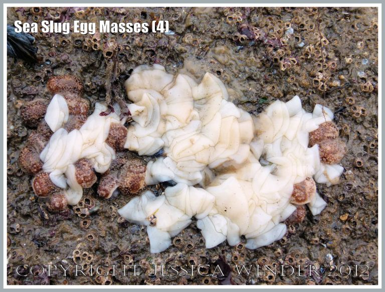 Sea Slug Egg Masses (4) - Sea Slugs, (also called Nudibranchs or Opisthobranch Molluscs) producing white ribbon-like egg masses arranged in loose coils on the Worms Head Causeway at low tide, Gower, South Wales. 