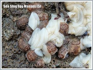 Sea Slug Egg Masses (5) - Sea Slugs, (also called Nudibranchs or Opisthobranch Molluscs) producing white ribbon-like egg masses arranged in loose coils on the Worms Head Causeway at low tide, Gower, South Wales.