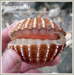 Spiny Cockle 6 - Holding a living Spiny Cockle in which the two valves of the shell are gaping to reveal the translucent white fleshy mantle and the red muscular foot within. The shell of Acanthocardia aculeata L. is much larger than the Common Edible Cockle and is often tinted reddish brown. Rhossili Bay, Gower, South Wales.