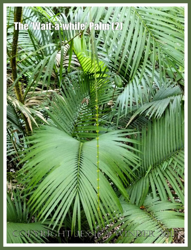 The 'Wait-a-while' Palm (2) - The 'Wait-a-while' palm, also known as Yellow Lawyer Cane palm, (Calamus motii) , has special sharp hooks or spines on the stems, leaves, and the long thin whip-like flagella, that enable the plant to climb high up into the canopy of the Daintree tropical rainforest, Barron Gorge National Park, Queensland, Australia. 