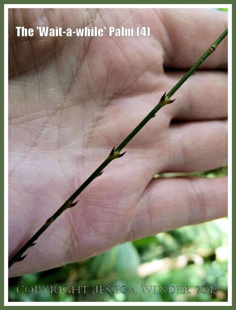 The 'Wait-a-while' Palm (4) - The 'Wait-a-while' palm, also known as Yellow Lawyer Cane palm, (Calamus motii) , has special sharp hooks or spines on the long thin whip-like flagella, that enable the plant to climb high up into the canopy of the Daintree tropical rainforest towards the light by hooking onto bigger trees. Red Peak (Skyrail) Station, Barron Gorge National Park, Queensland, Australia. 