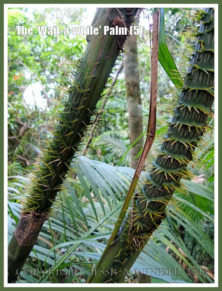 The 'Wait-a-while' Palm (5) - The 'Wait-a-while' palm, (Calamus motii), has seriously sharp hooks on the sheath of the stem, that help the plant to climb high up into the canopy of the Daintree tropical rainforest by hooking onto bigger trees. The hooks are large and stiff and make a 'plunck' sound when flicked. Red Peak (Skyrail) Station, Barron Gorge National Park, Queensland, Australia. 