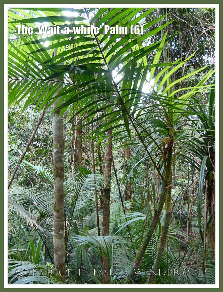 The 'Wait-a-while' Palm (5) This image taken adjacent to the boardwalk at Red Peak Skyrail Station in the Barron Gorge National Park, Queensland, Australia, shows a greater than normal level of undergrowth because cyclone damage has opened up clearings in what is normally a closed-canopy rainforest.
