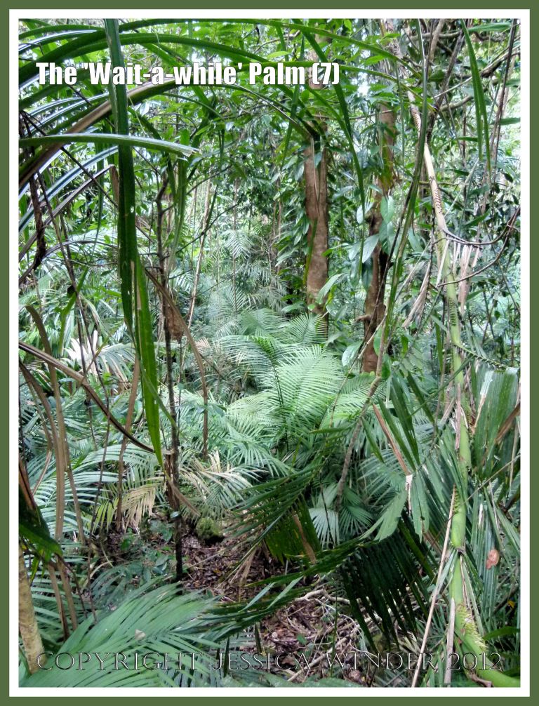 The 'Wait-a-while' Palm (7) This image taken adjacent to the boardwalk at Red Peak Skyrail Station in the Barron Gorge National Park, Queensland, Australia, shows a denser than expected level of undergrowth because cyclone damage has opened up clearings in what is normally a closed-canopy rainforest. 