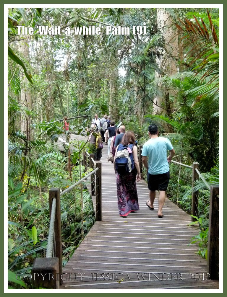 The 'Wait-a-while' Palm (9) - Visitors on the boardwalk at Red Peak Skyrail Station in The Barron Gorge National Park, getting up as close as it is safe to do without damaging themselves (on the thorns of 'Wait-a-while' Palm for example) and without impacting on the rainforest eco-system. Queensland, Australia. 