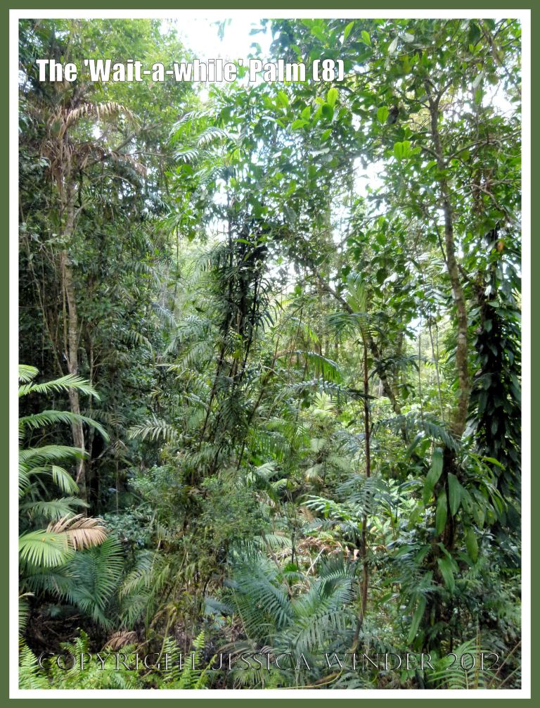 The 'Wait-a-while' Palm (8) - This dangerously spikey palm is intermingled with other vegetation at ground level and above, making it almost impossible to walk through the undergrowth without getting painfully caught on the hooked spines that help the plant to climb upwards towards the light of the canopy. By the boardwalk at Red Peak Skyrail Station, Barron Gorge national Park, Queensland, Australia. 