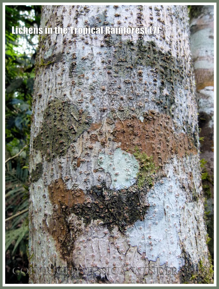 Lichens in the Tropical Rainforest (7) - The natural pattern made by lichens of different colours and species on a tree trunk in the tropical rainforest of Queensland, Australia.