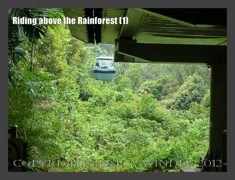 Riding above the Rainforest 1 - Looking out into the inpenetrable jungle at ground level from the Skyrail Rainforest Cableway at the Barron Falls Station, Queensland, Australia.