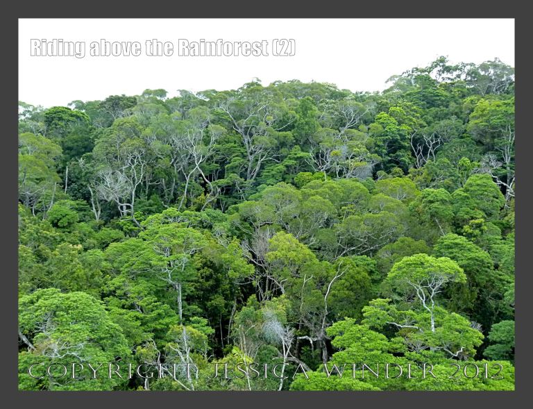 Riding above the Rainforest 2 - View from the Skyrail gondola suspended from cables high above the canopy of the rainforest in Barron Gorge National Park, Queensland, Australia. 