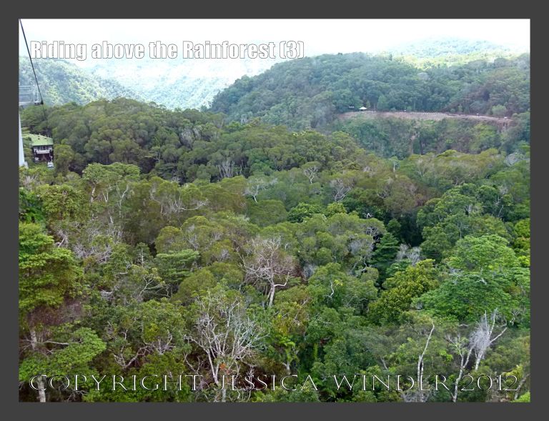 Riding above the Rainforest 3 - View from the Skyrail gondola suspended from cables high above the canopy of the rainforest in Barron Gorge National Park, Queensland, Australia. 