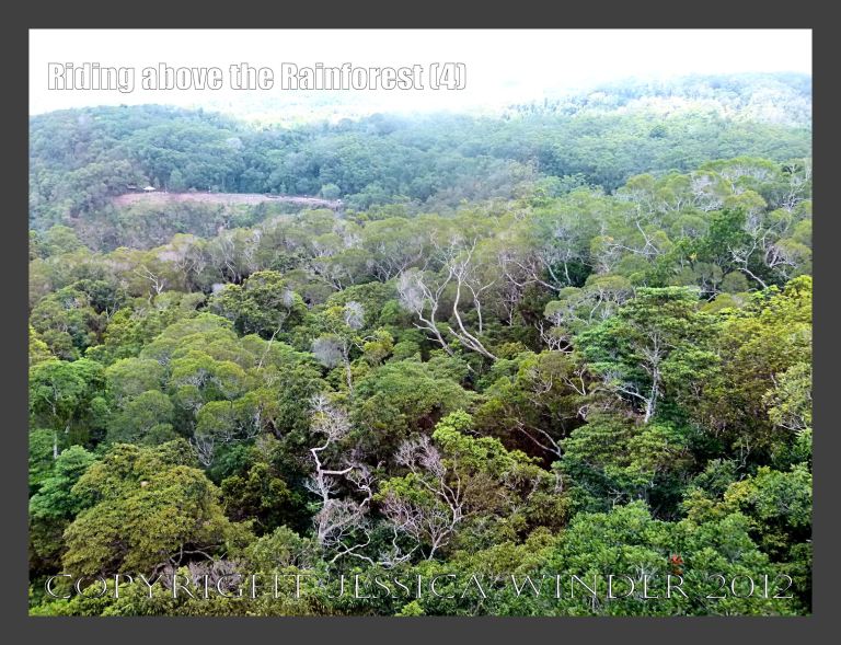 Riding above the Rainforest 4 - View from the Skyrail gondola suspended from cables high above the canopy of the rainforest in Barron Gorge National Park, Queensland, Australia. 
