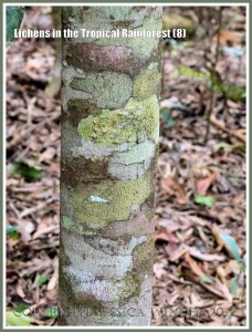 Lichens in the Tropical Rainforest (8) - The natural pattern made by lichens of different colours and species on a tree trunk in the tropical rainforest of Queensland, Australia.