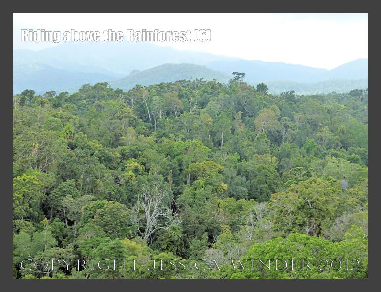Riding above the Rainforest 6 - View from the Skyrail gondola suspended from cables high above the canopy of the rainforest in Barron Gorge National Park, Queensland, Australia. 