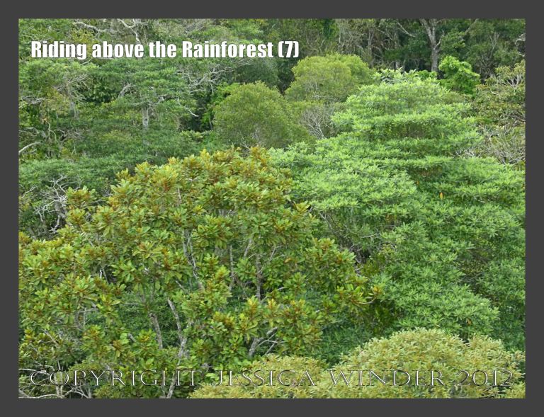 Riding above the Rainforest 7 - View from the Skyrail gondola suspended from cables high above the canopy of the rainforest in Barron Gorge National Park, Queensland, Australia. 