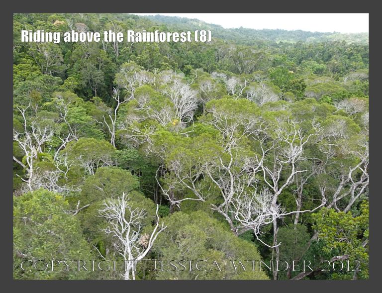 Riding above the Rainforest 8 - View from the Skyrail gondola suspended from cables high above the canopy of the rainforest in Barron Gorge National Park, Queensland, Australia. 