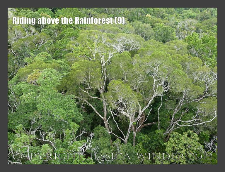 Riding above the Rainforest 9 - View from the Skyrail gondola suspended from cables high above the canopy of the rainforest in Barron Gorge National Park, Queensland, Australia.