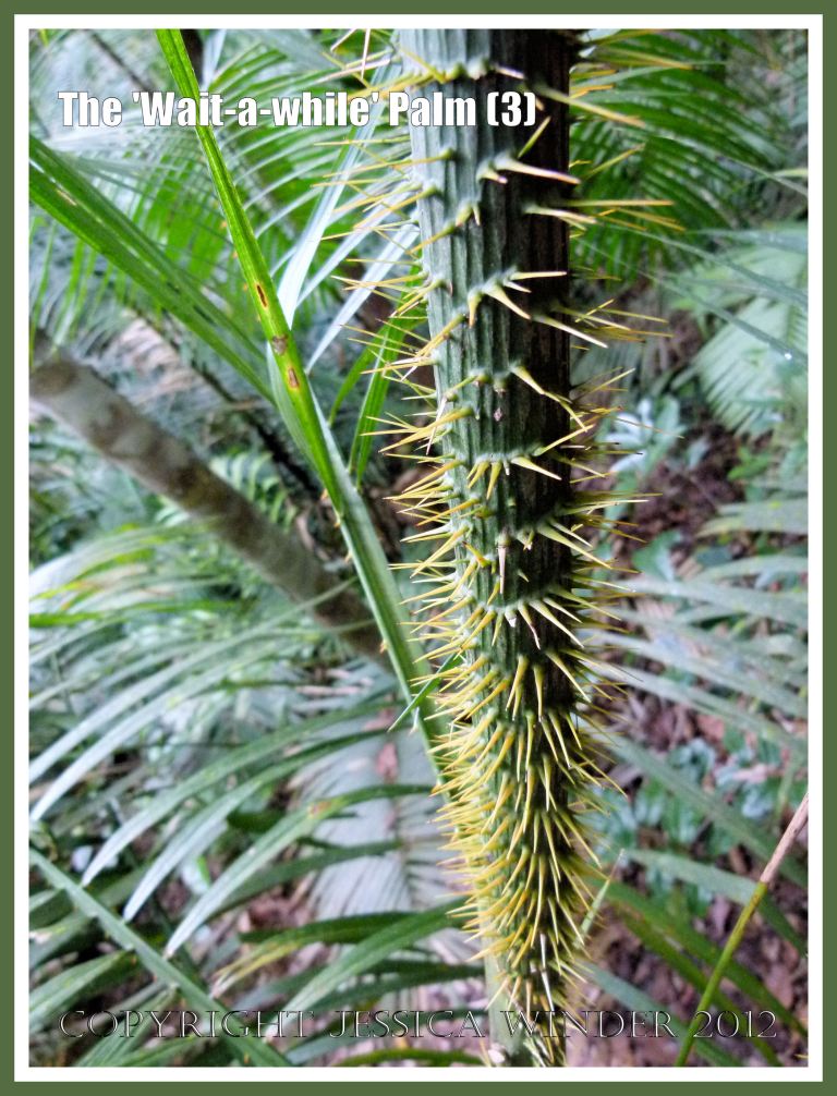 The 'Wait-a-while' Palm (3) - The 'Wait-a-while' palm, also known as Yellow Lawyer Cane palm, (Calamus motii) , has special sharp hooks or spines on the sheath of the stem, the midrib of the leaves, and on the long thin whip-like flagella, that enable the plant to climb high up into the canopy of the Daintree tropical rainforest by hooking onto bigger trees. Red Peak Station, Barron Gorge National Park, Queensland, Australia. 