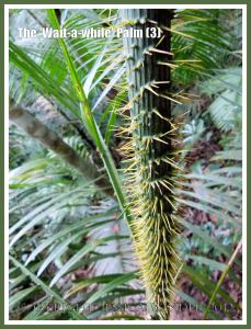 The 'Wait-a-while' Palm (3) - The 'Wait-a-while' palm, also known as Yellow Lawyer Cane palm, (Calamus motii) , has special sharp hooks or spines on the sheath of the stem, the midrib of the leaves, and on the long thin whip-like flagella, that enable the plant to climb high up into the canopy of the Daintree tropical rainforest by hooking onto bigger trees. Red Peak Station, Barron Gorge National Park, Queensland, Australia.